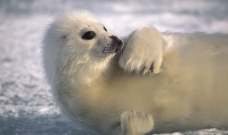 动物天地冰天雪地动物世界图片