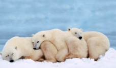 动物天地冰天雪地动物世界图片