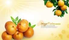 高清晰[橙子]分层PSD(源文件)图片