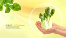绿色蔬菜高清晰新鲜小白菜分层PSD14图片