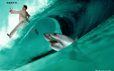 商业人士鲨鱼海水图片