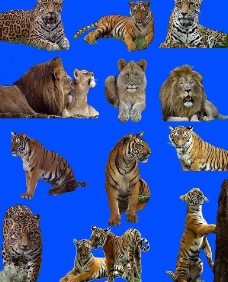 狮虎豹老虎狮子豹子图片