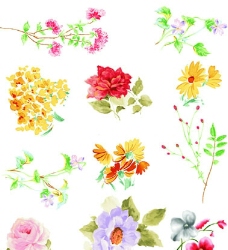 各类图案各类精美的花卉图案图片
