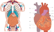 人体内脏器官矢量.CDR图片