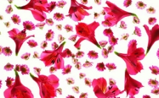 香水百合花瓣底紋图片