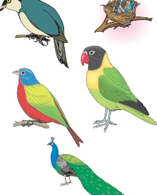 鸟类动物5款图片