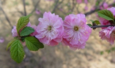 春艳----桃花图片