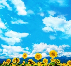 蓝天白云向日葵 （分层不精细）图片