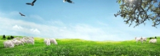 秀丽风景草原与山羊图片