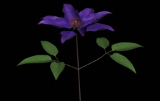 3D模型 花 植物模型图片
