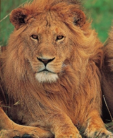 狮子图片
