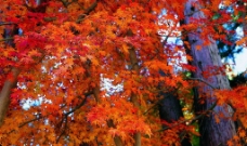 秋天景色图片