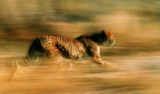 奔跑中的豹图片