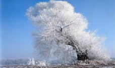 大幅冬季树挂图片