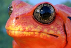 野生红青蛙图片