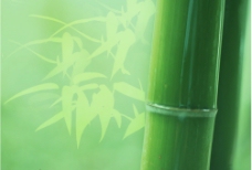 竹子菜单底图图片